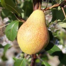 Clapps liebling birnenbaum - clapps,