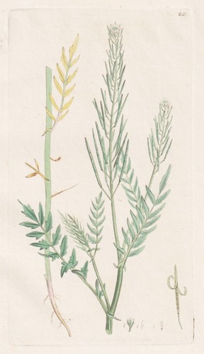 Cardamine impatiens