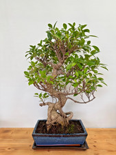 Zimmerbonsai Ficus retusa immergrün pflegeleicht 5227 Anfänger geeignet Wohnung