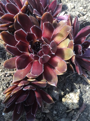 Hauswurz sempervivum black - hauswurz,