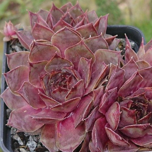 Sempervivum anadyr 1 - "anadyr",