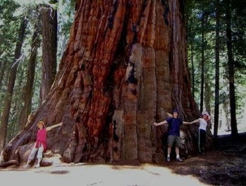 Bergmammutbaum sequoiadendron - bergmammutbaum,