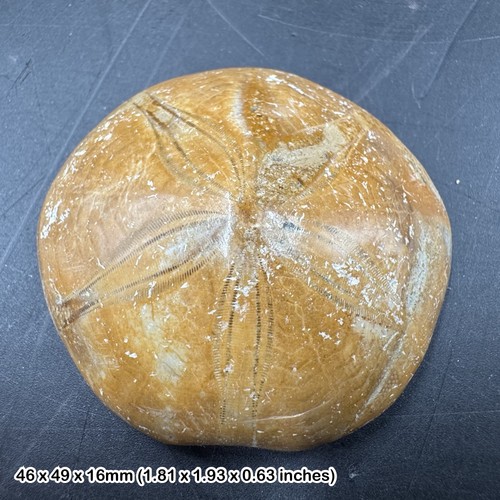Pygur seeigel echinoid fossil - seeigel,