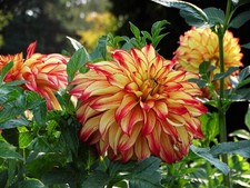 Dahlien  " Lady Darlene"