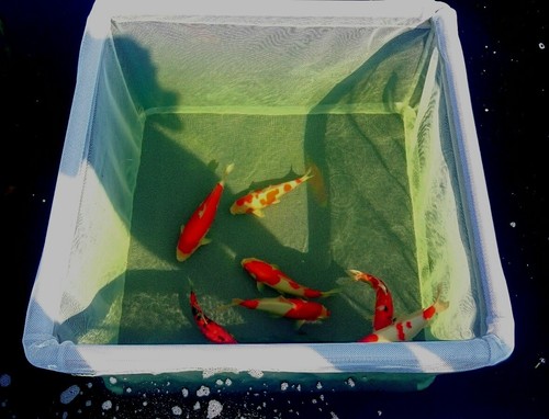 FischGehege