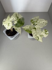 Alocasia Macrorrhiza Splash Variegata Mit Toller Panaschierung 