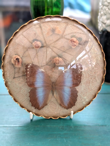 Taxidermie echter großer