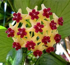 Hoya Fishtail Ableger Porzellanblume Wachsblume