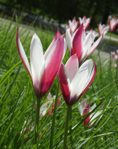 Wildtulpe - @//(◕‿◕)\@, "