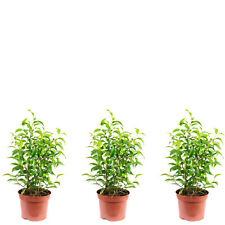 3er-Set Birkenfeige - Höhe