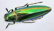 Buprestidae, Chrysochroa rajah nilgiriensis, A1, 39 mm, South-INDIA, #BP215