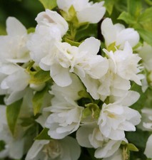 Gartenjasmin Manteau d Hermine 30-40cm - Philadelphus