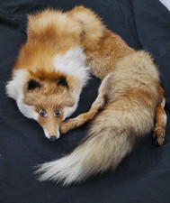 100% FUCHSPELZ Stola Kragen