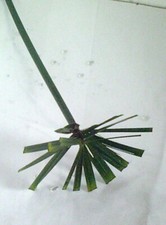 3 stück Zyperngras-Ableger, "Wasserpalme", Pflegeanleitung, Sumpf-Zimmerpflanze