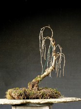 Bonsai outdoor winterhart