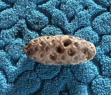 Pinienzapfen 4 cm 12 g Marokko