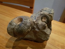 Fossilien, Ammonit, Stufe 