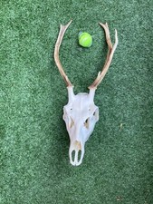 Jagdtrophäe Geweih, groß