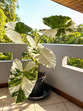 2986xz xxl alocasia - alocasia, var