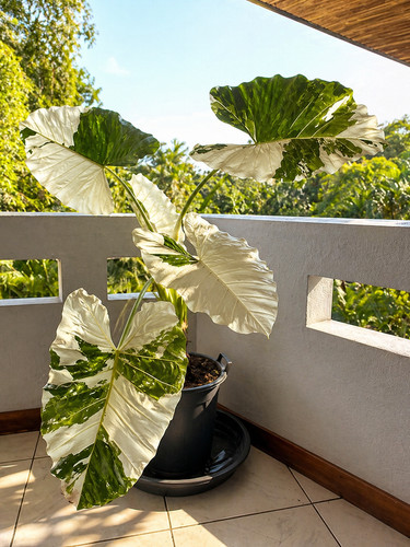 2986xz xxl alocasia var - 2986xz,