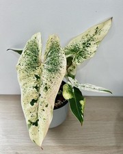 80002865 Philodendron Ilsemanii weiß Kletterpflanze 3 Samen