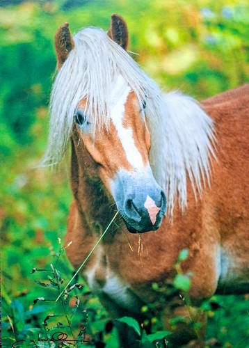 Pferdepostkarte haflinger - pferdepostkarte,