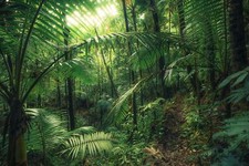 Keilrahmenbild KOMAR JUNGLEFLAIR, BxH 90x60 cm