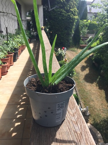 Echte aloe vera heilpflanze - echte,