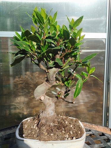 Bonsai laurus nobilis shohin - bonsai,
