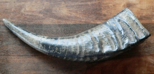 Horn wasserbüffel natur - horn,