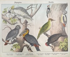 antike Grafik Fauna: Papageien