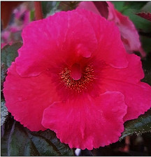Achimenes (Schiefteller) BRiD´s Rosso 3 Rhiz.  African Violet, Zimmerpfl. Balkon