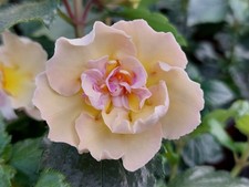 Achimenes (Schiefteller) - BriD's Lilu, - Adelheid, -  Martina Dürrwanger