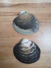 2 x riesen  Muscheln