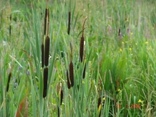 7x großwerdende ROHRKOLBEN