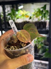 Philodendron Micans 'pink / ferrari' variegata