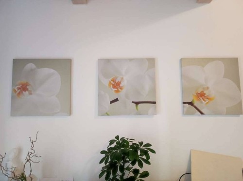 Bilderset orchidee - bilderset,