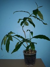 Hoya Lockii große Pflanze mit pedunkel.