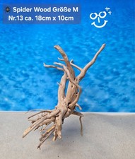 🪸 Moorkienwurzel-