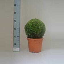 Buchsbaum-Kugel Ø 35 cm Immergrüner Buxus sempervirens für Garten & Deko