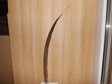 1 gestreifte Fasanen Feder  65 cm lang, Hutfeder, Karneval