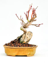 Bonsai Fächerahorn Acer