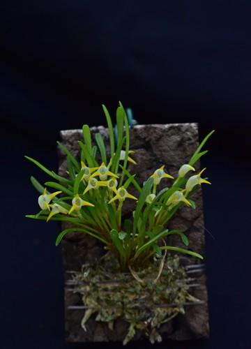 Masdevallia kyphonantha