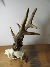Kapitales Rehgeweih 477 g Gehörn Geweih Rehbock Trophäe Rehkrickerl Abwurfstange