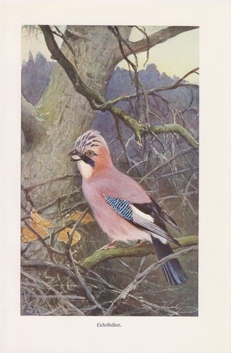 Eichelhäher garrulus - eichelhäher,