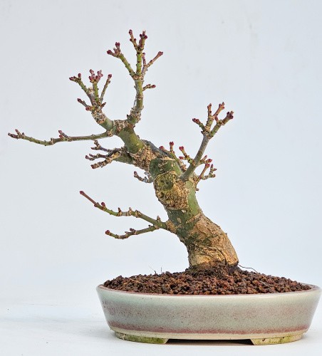 Bonsai löwenkopfahorn acer - bonsai,