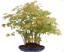 Bonsai - Acer palmatum -