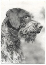 AK Deutsch Drahthaar DD s/w beschrieben am 17.06.1968 versandt Briefmarke fehlt