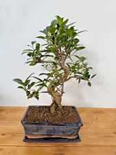 Zimmerbonsai ficus retusa - ficus,