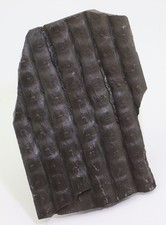 Pflanze, Sigillaria boblayi